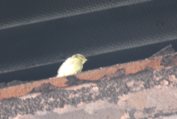 Birds in the stock shed