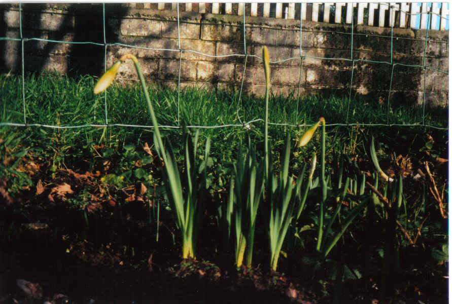 Daffodils