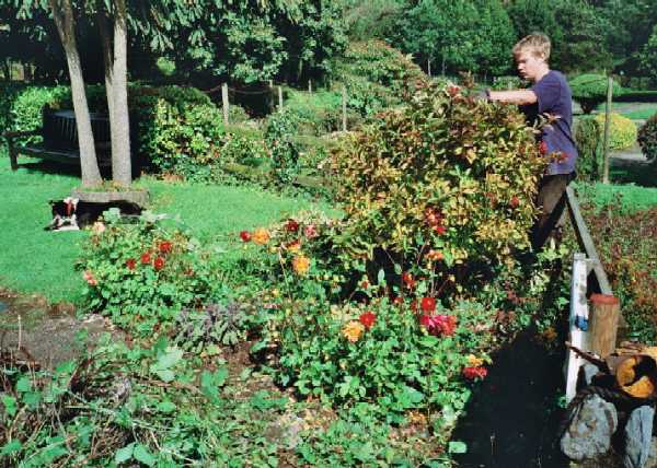 Pruning the roses