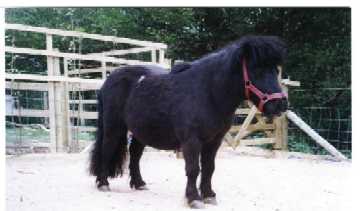 Shetland pony